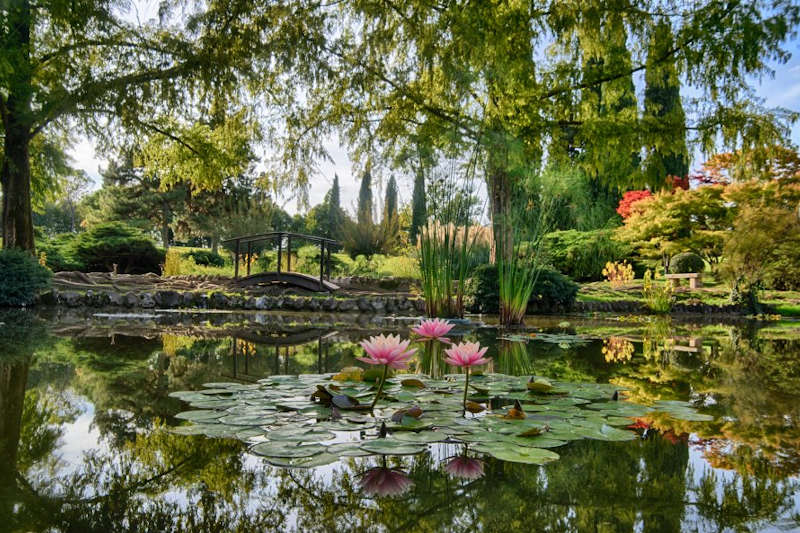 Pond and Water Lilies at Parco Sigurtà