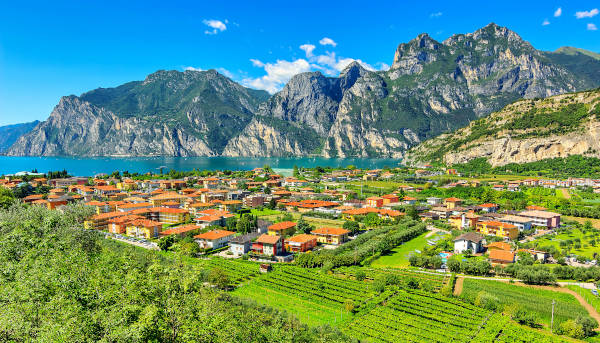 Wineries and Wines of Lake Garda: vineyard overview